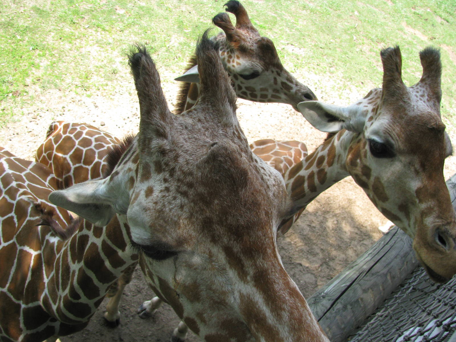 Reticulated Giraffes
