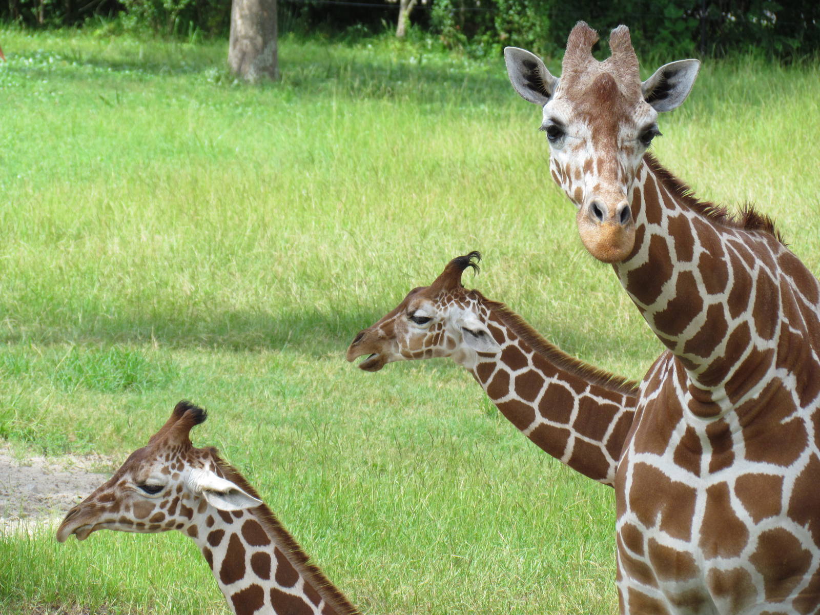 Reticulated Giraffes