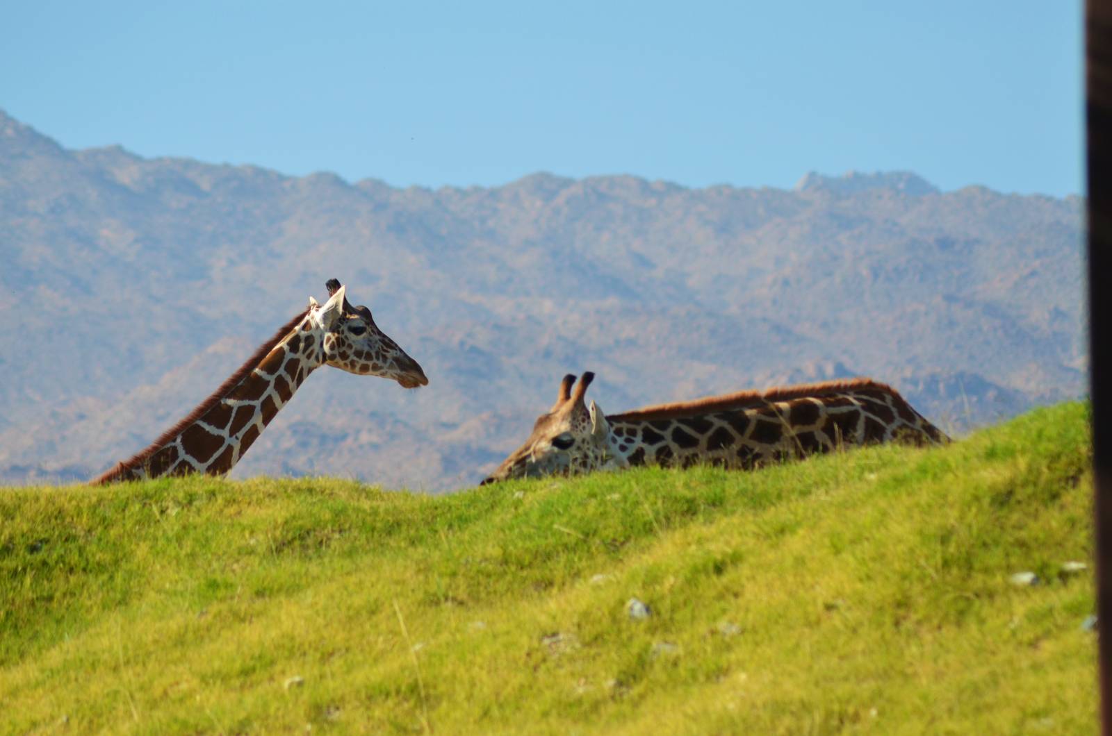 Reticulated Giraffes