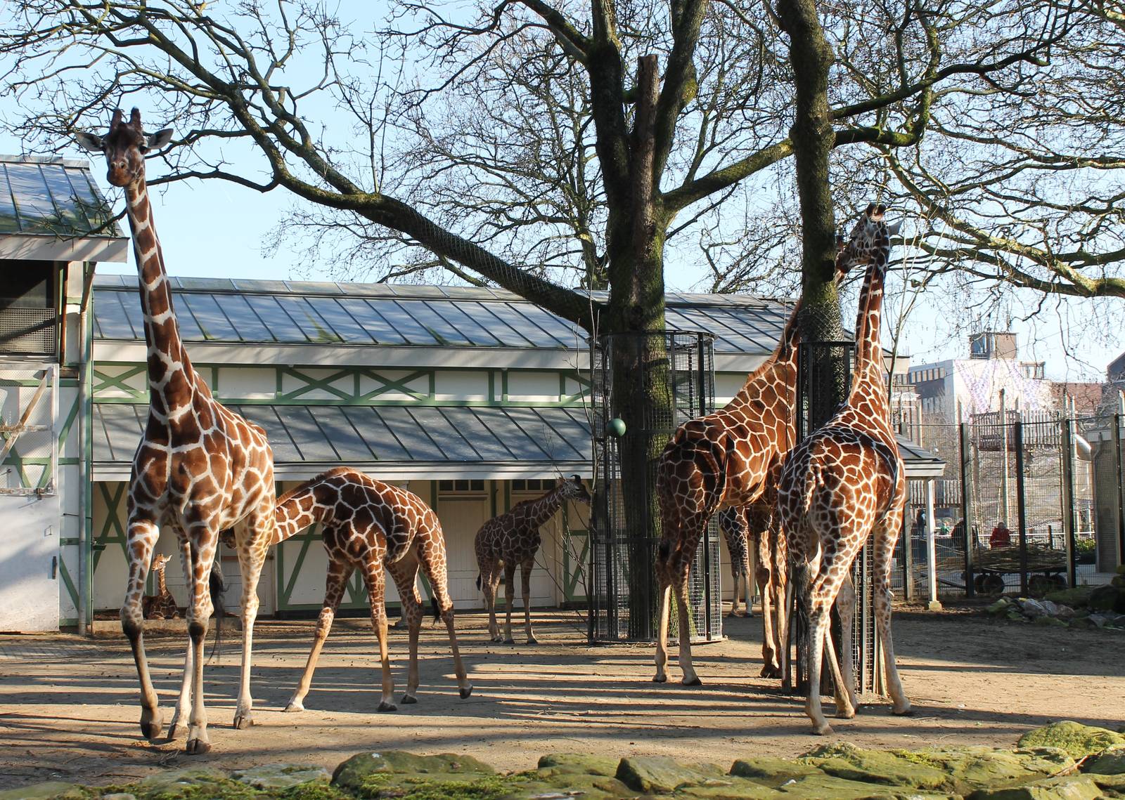 Reticulated giraffes