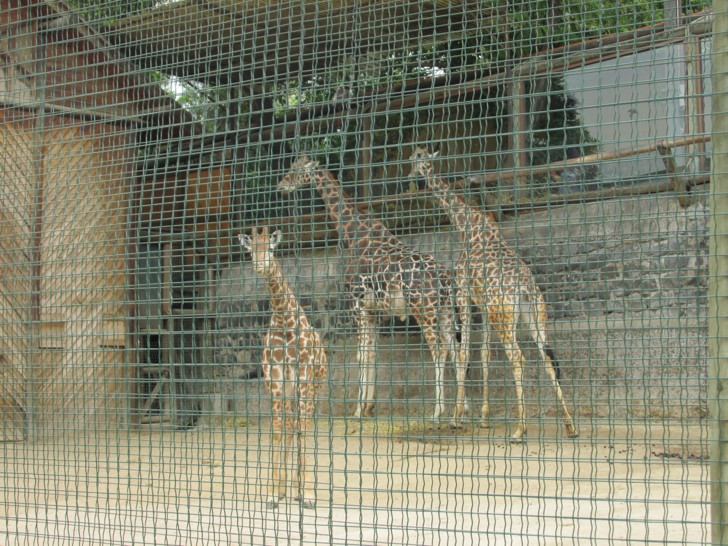 reticulated giraffes