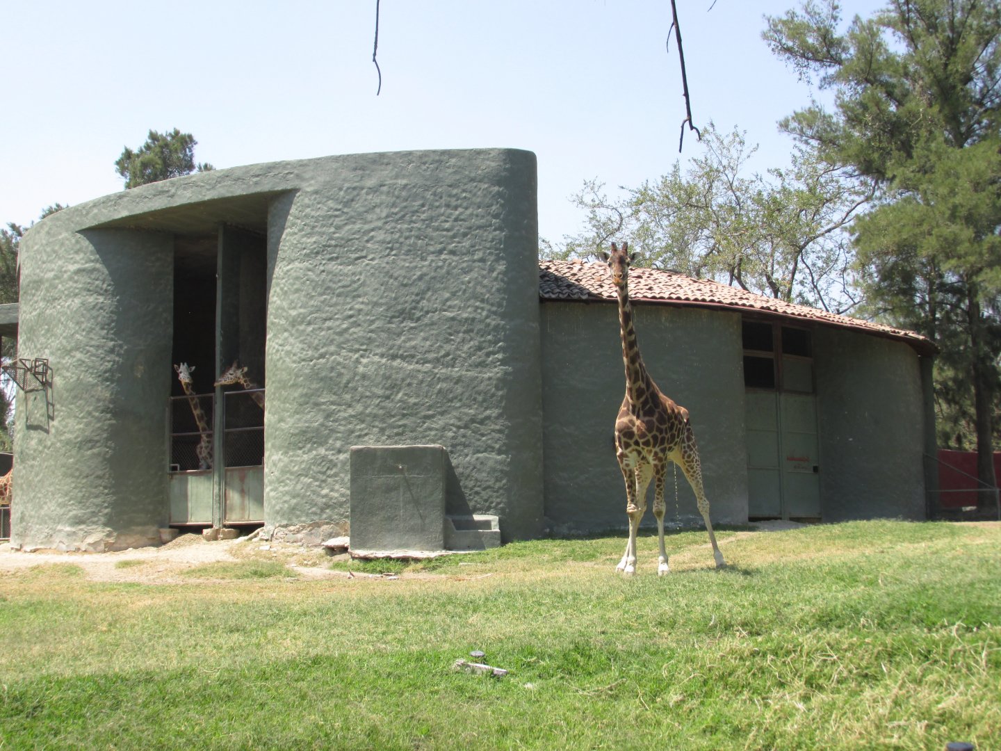 reticulated giraffes