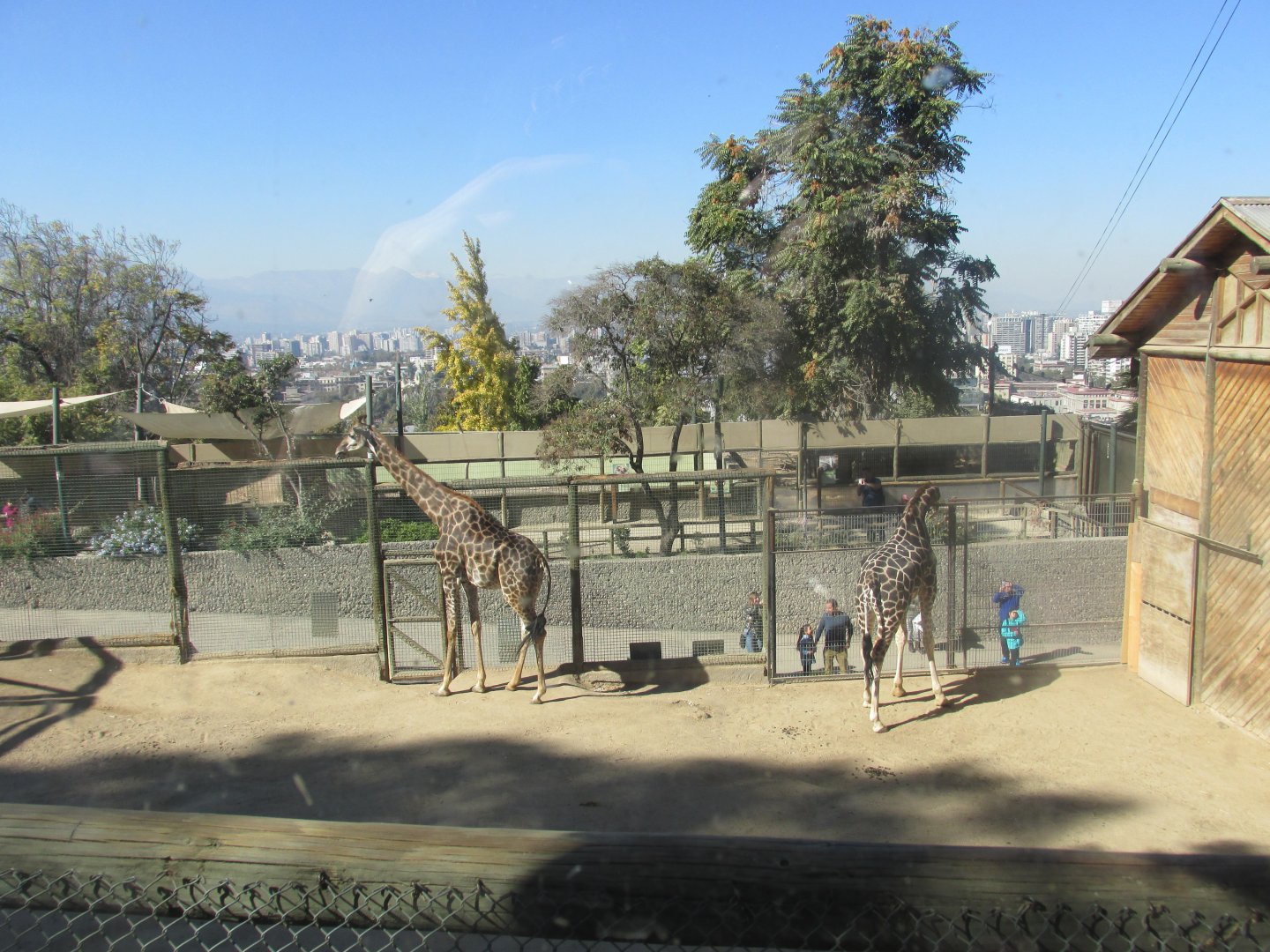 reticulated giraffes