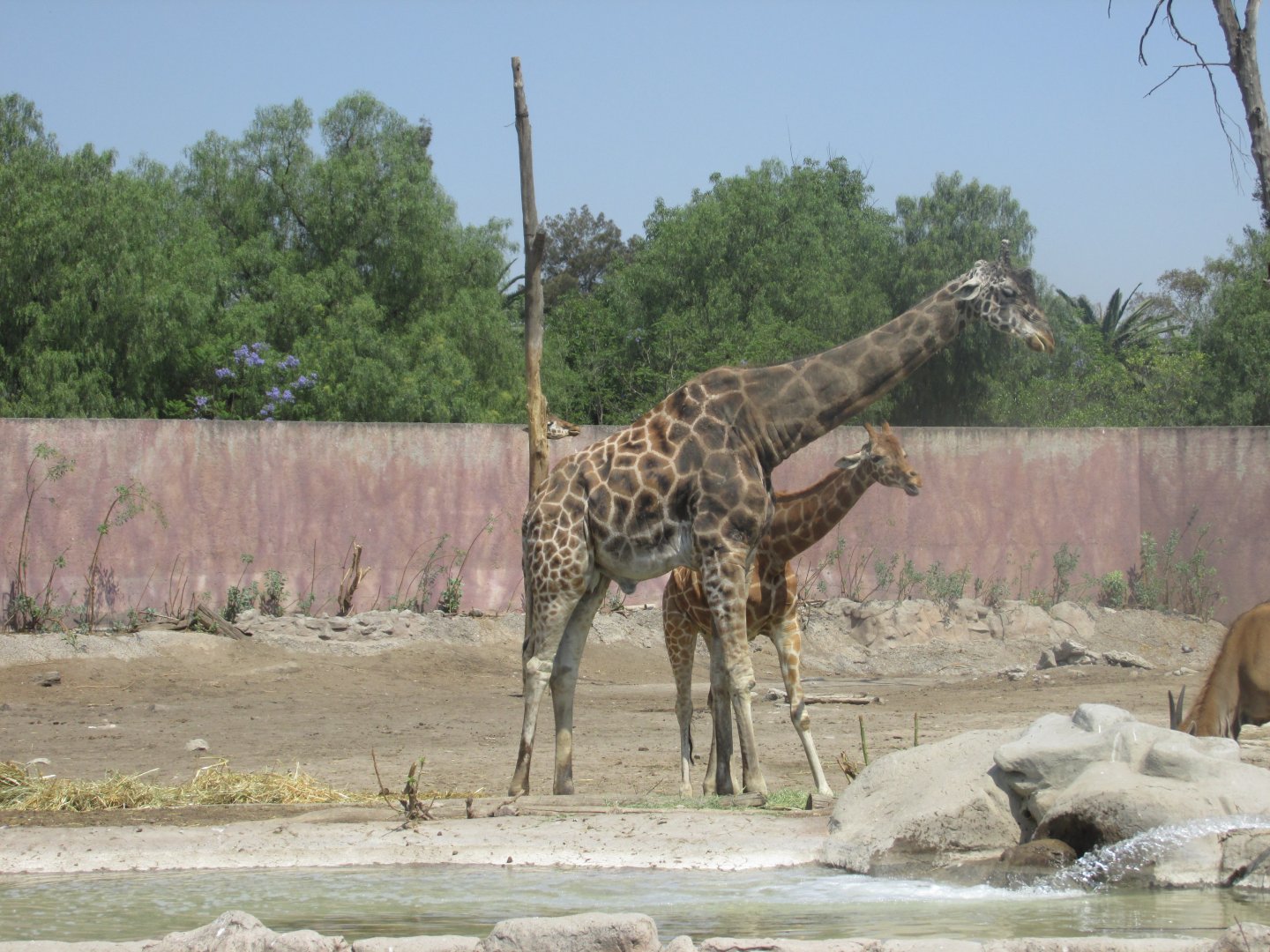 reticulated giraffes