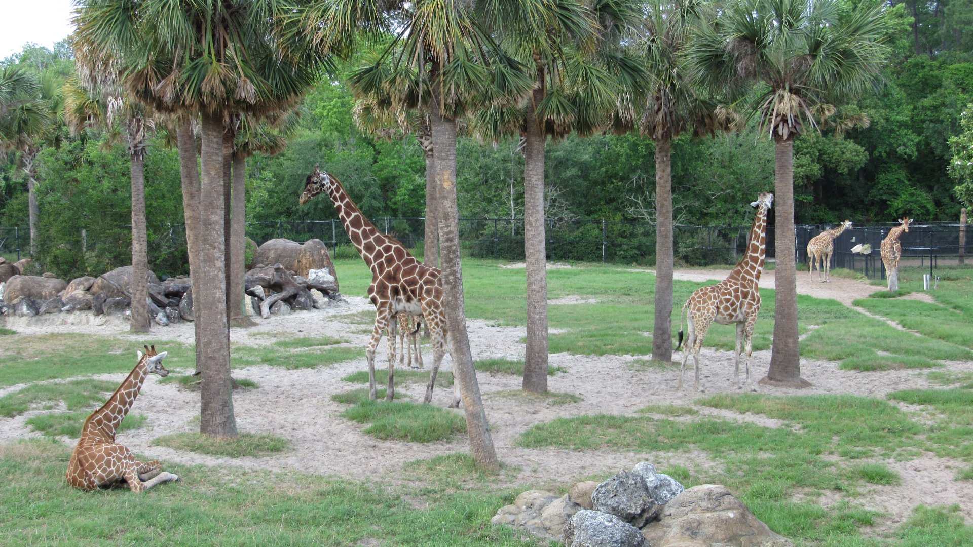 Reticulated Giraffes