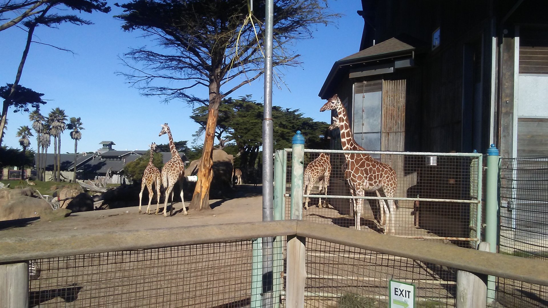 Reticulated giraffes
