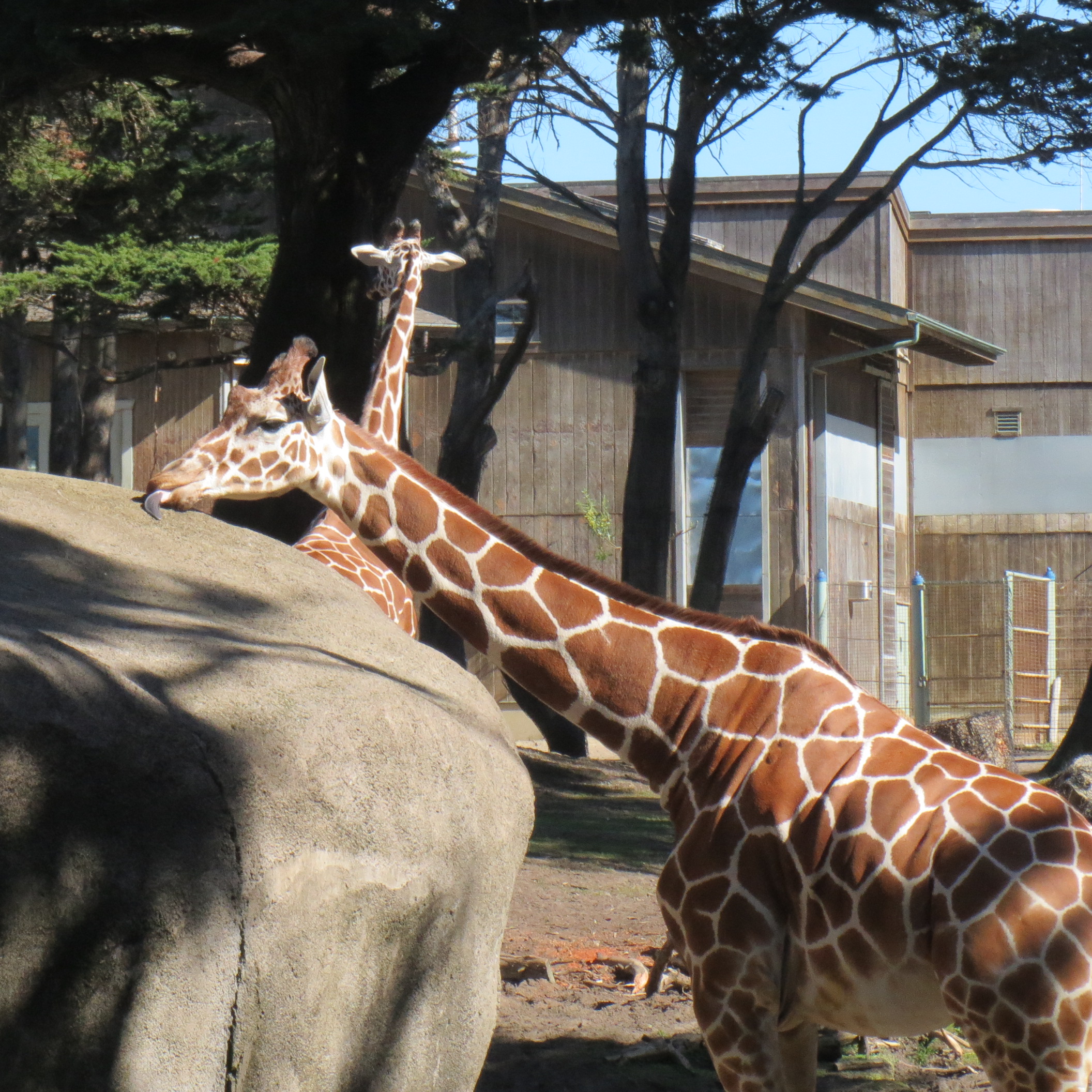 Reticulated Giraffes