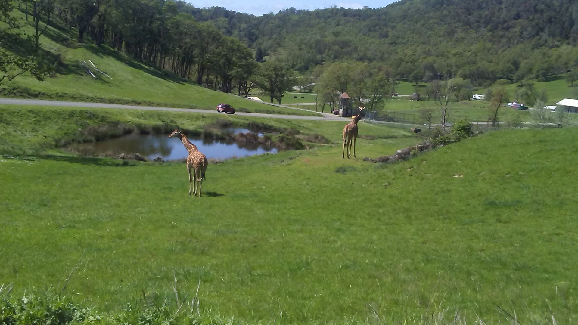 Reticulated giraffes