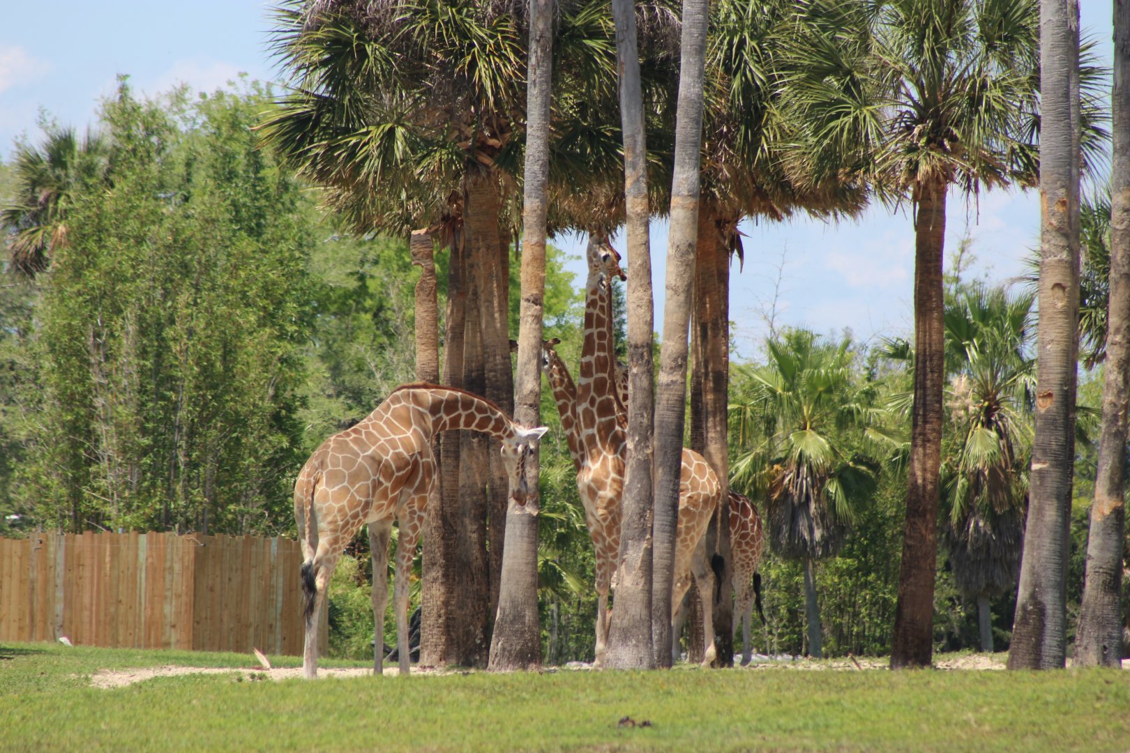 Reticulated Giraffes