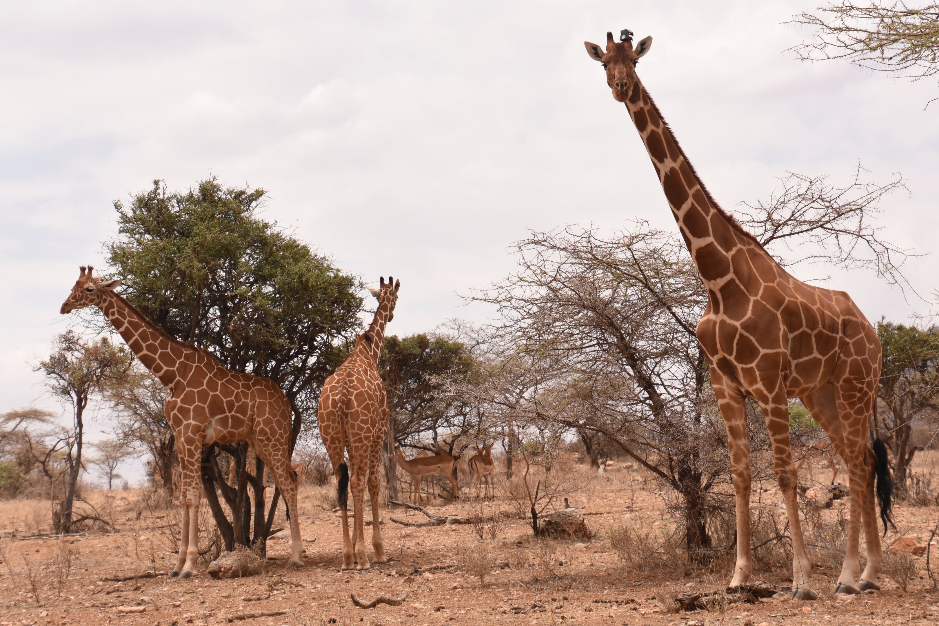 Reticulated giraffes