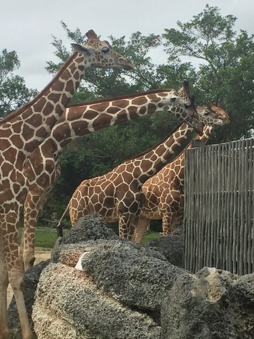 Reticulated Giraffes