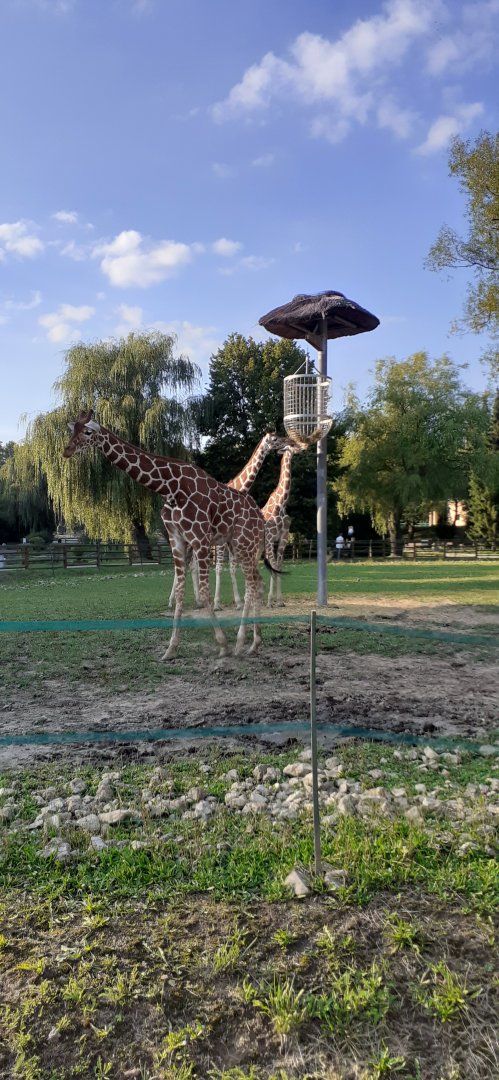 Reticulated giraffes