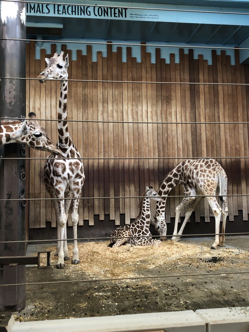 Reticulated Giraffes