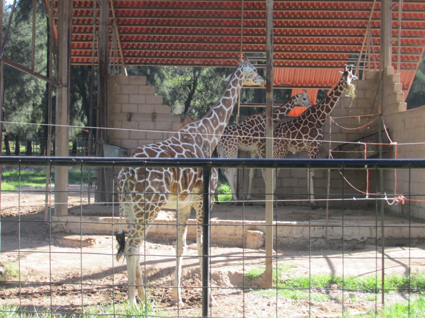 RETICULATED GIRAFFES