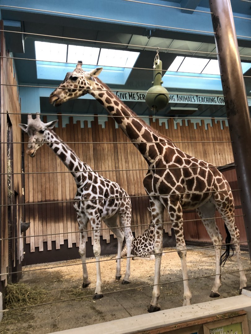 Reticulated Giraffes