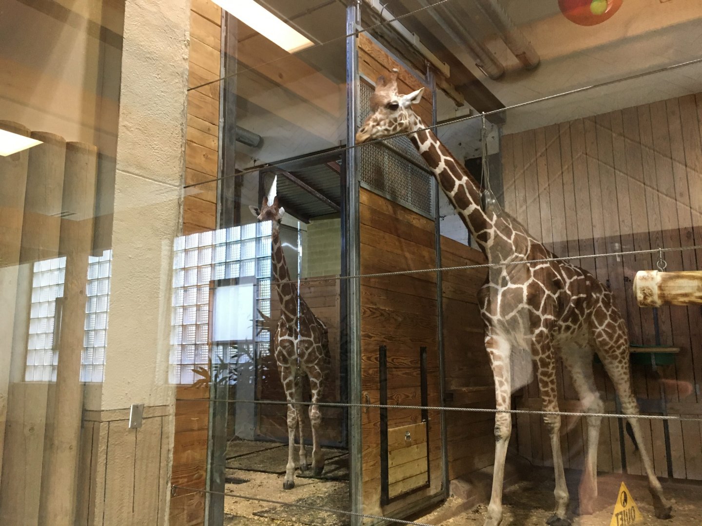 Reticulated giraffes
