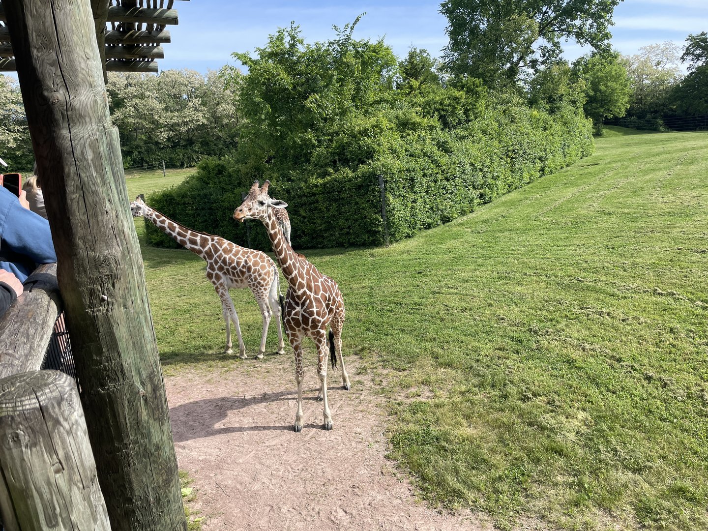 Reticulated giraffes