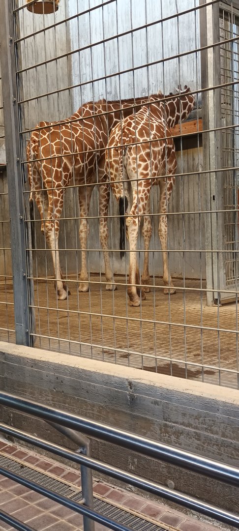 Reticulated Giraffes