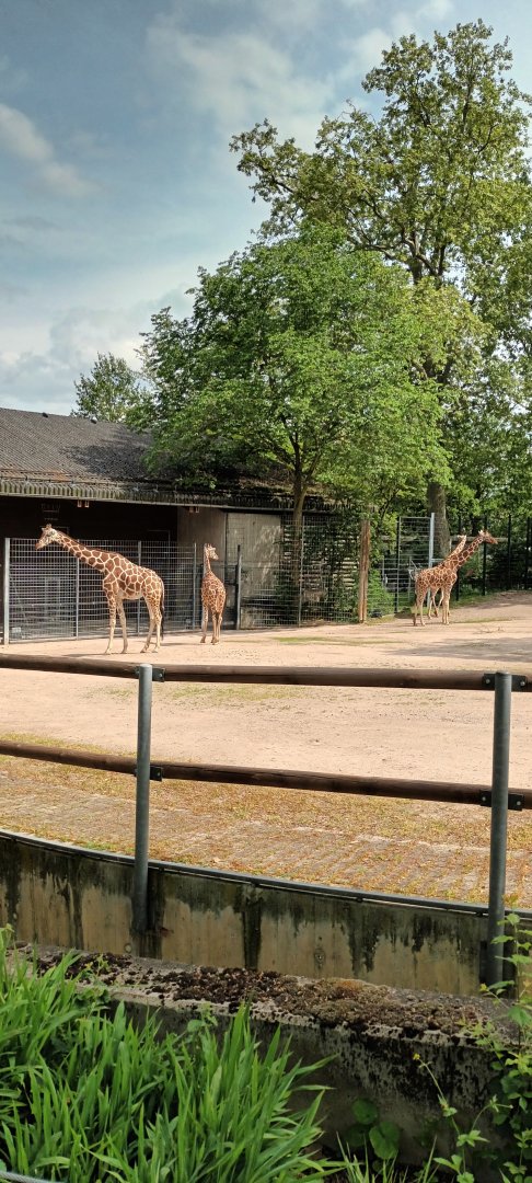 Reticulated Giraffes