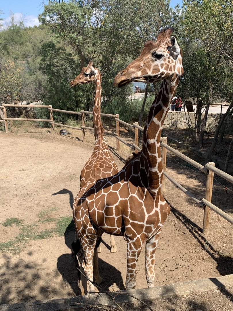 Reticulated giraffes