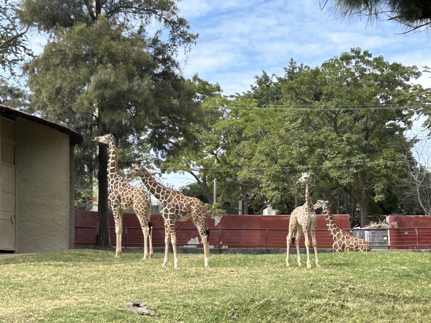 Reticulated Giraffes