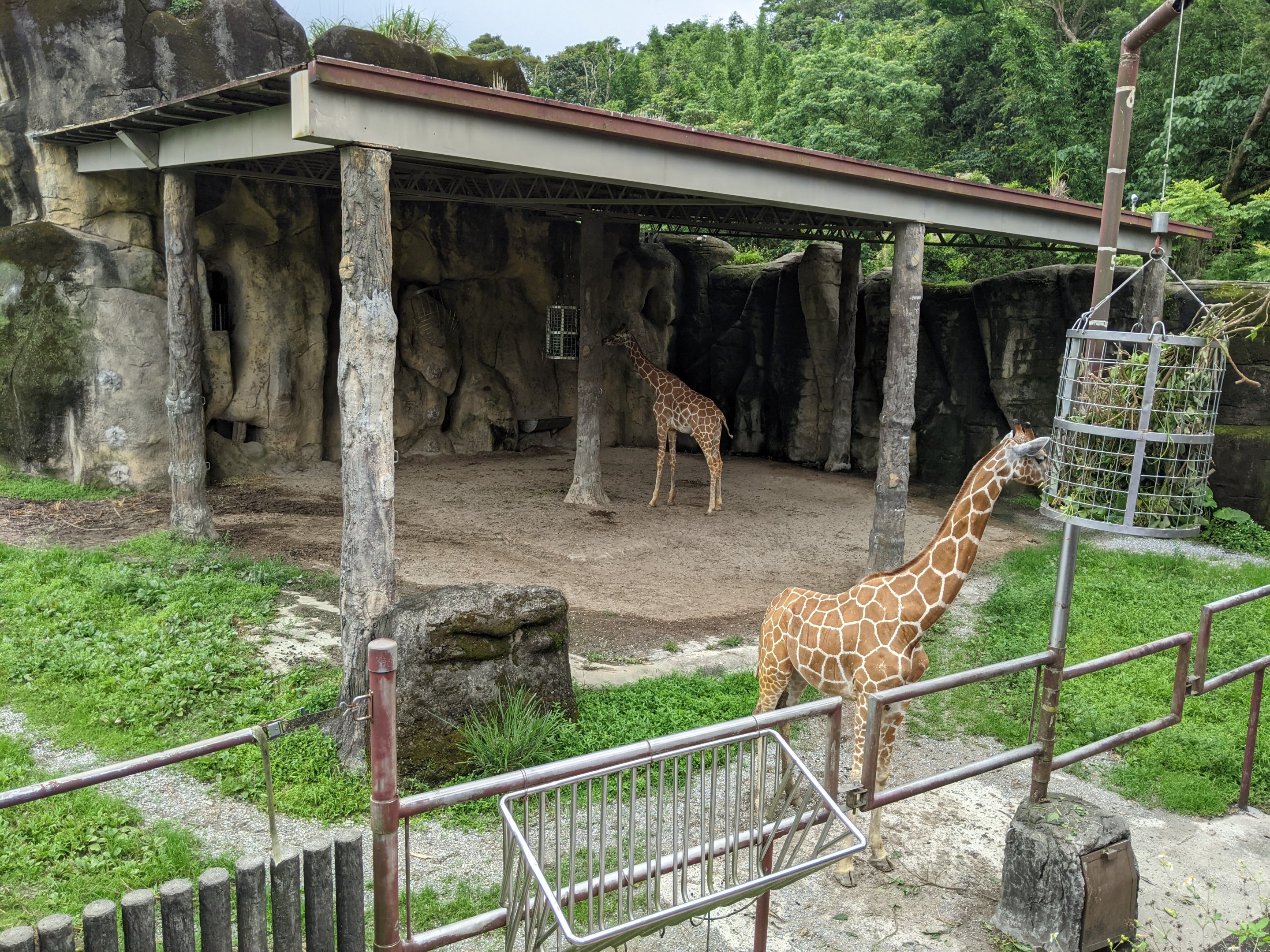 Reticulated Giraffes