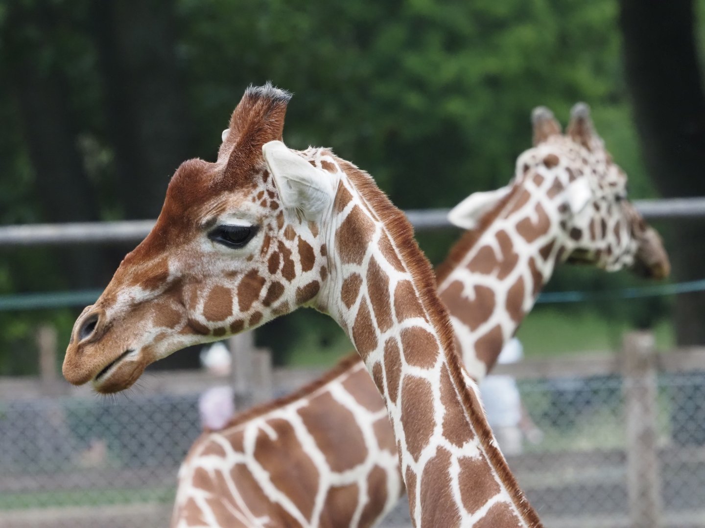 Reticulated Giraffes