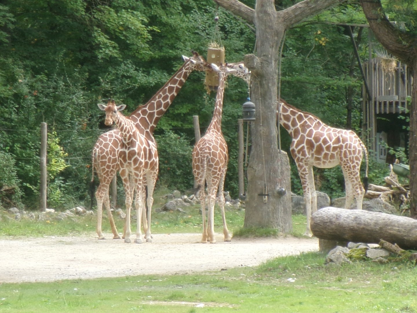 Reticulated giraffes