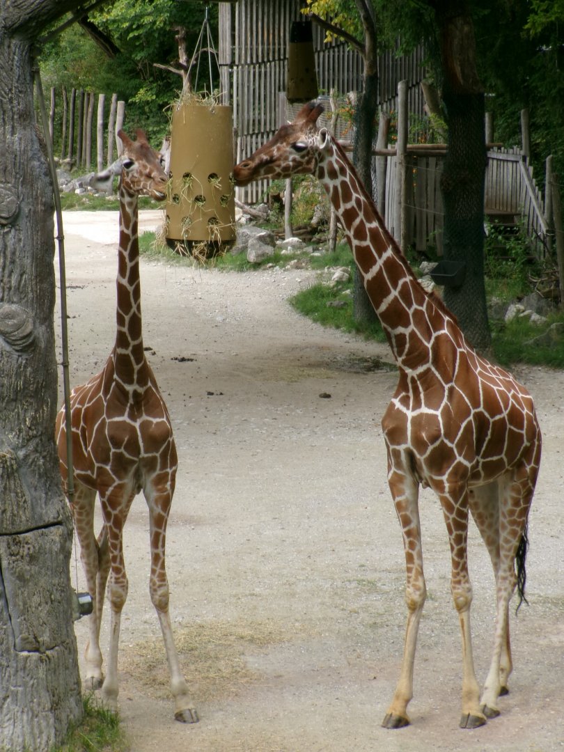 Reticulated giraffes