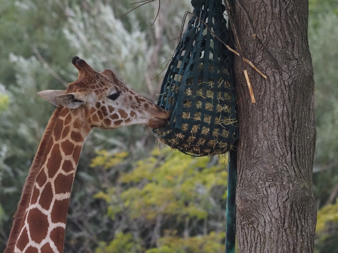 Reticulated/Hybrid Giraffe and Masai Girafe