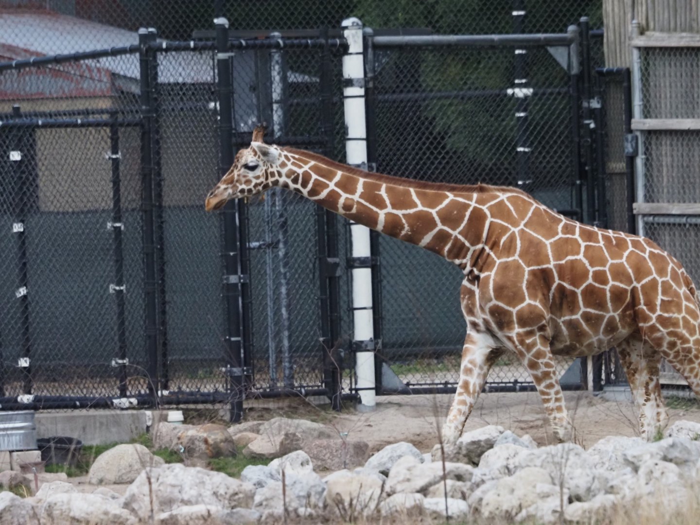 Reticulated/Hybrid Giraffe