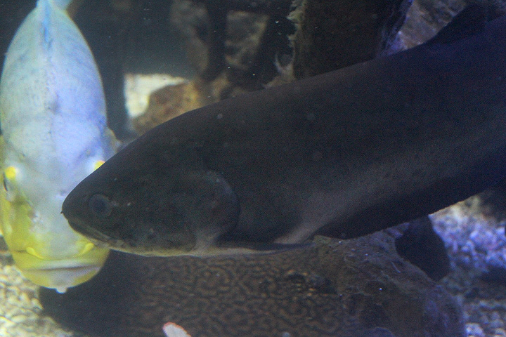 Reticulated knifefish (Papyrocranus afer)