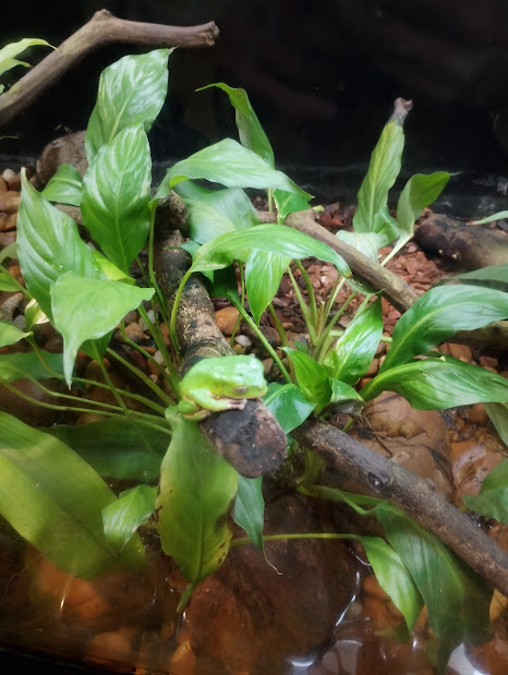 Reticulated leaf frog