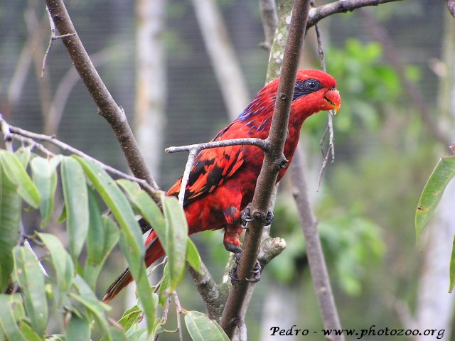 Reticulated lory (Eos reticulata)