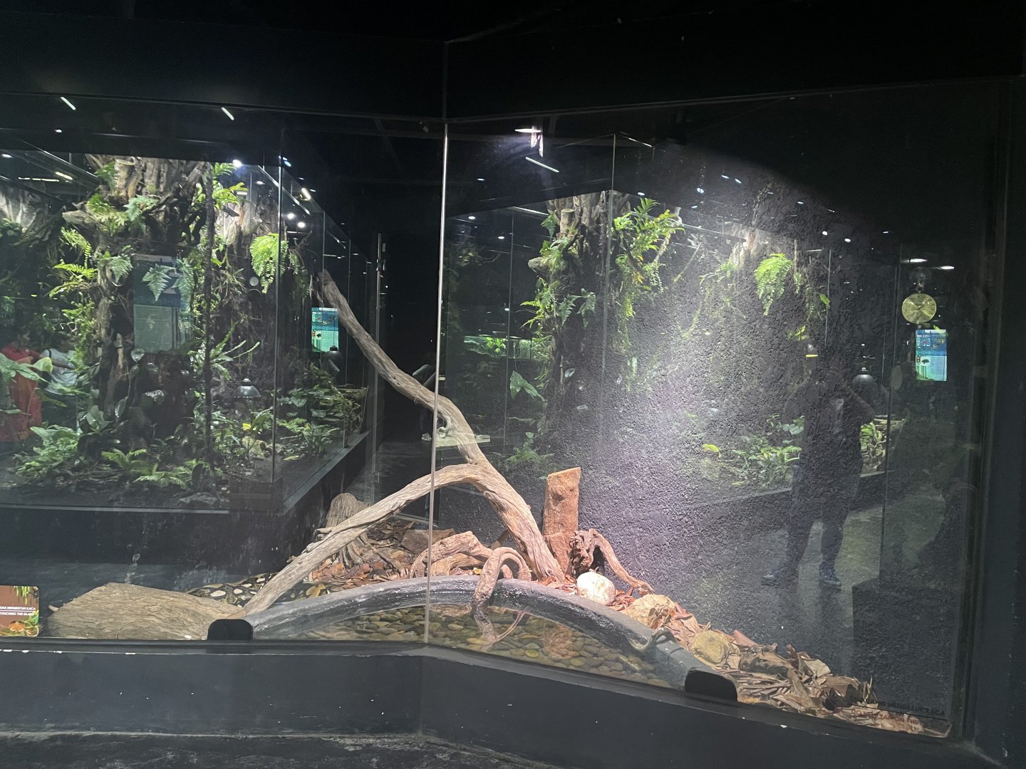 reticulated phyton exhibit - museum komodo