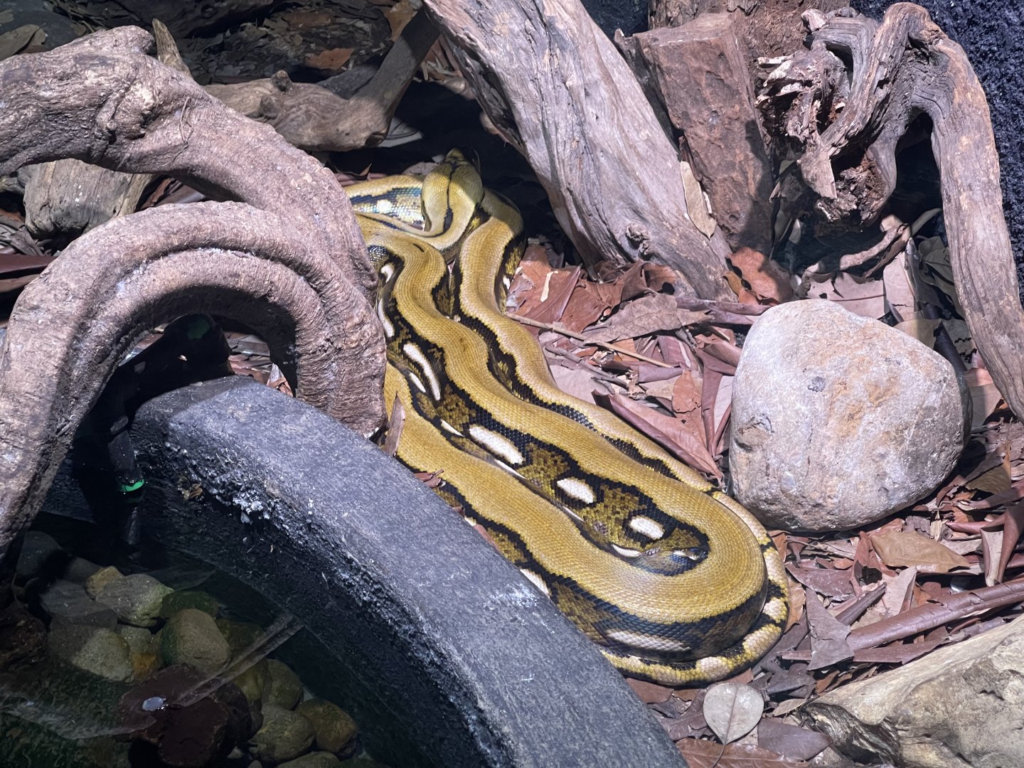 reticulated phyton (malayophyton reticulatus) - museum komodo