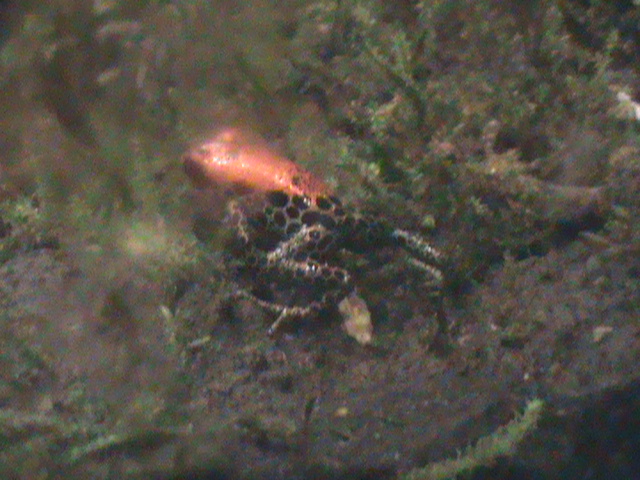 Reticulated poison dart frog 241010