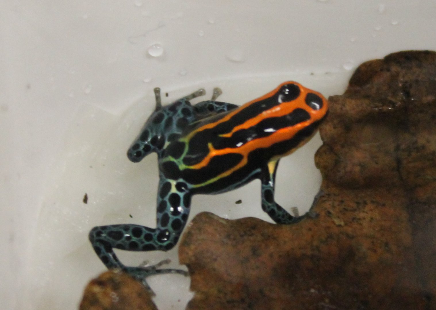 Reticulated poison frog - Ranitomeya ventrimaculata