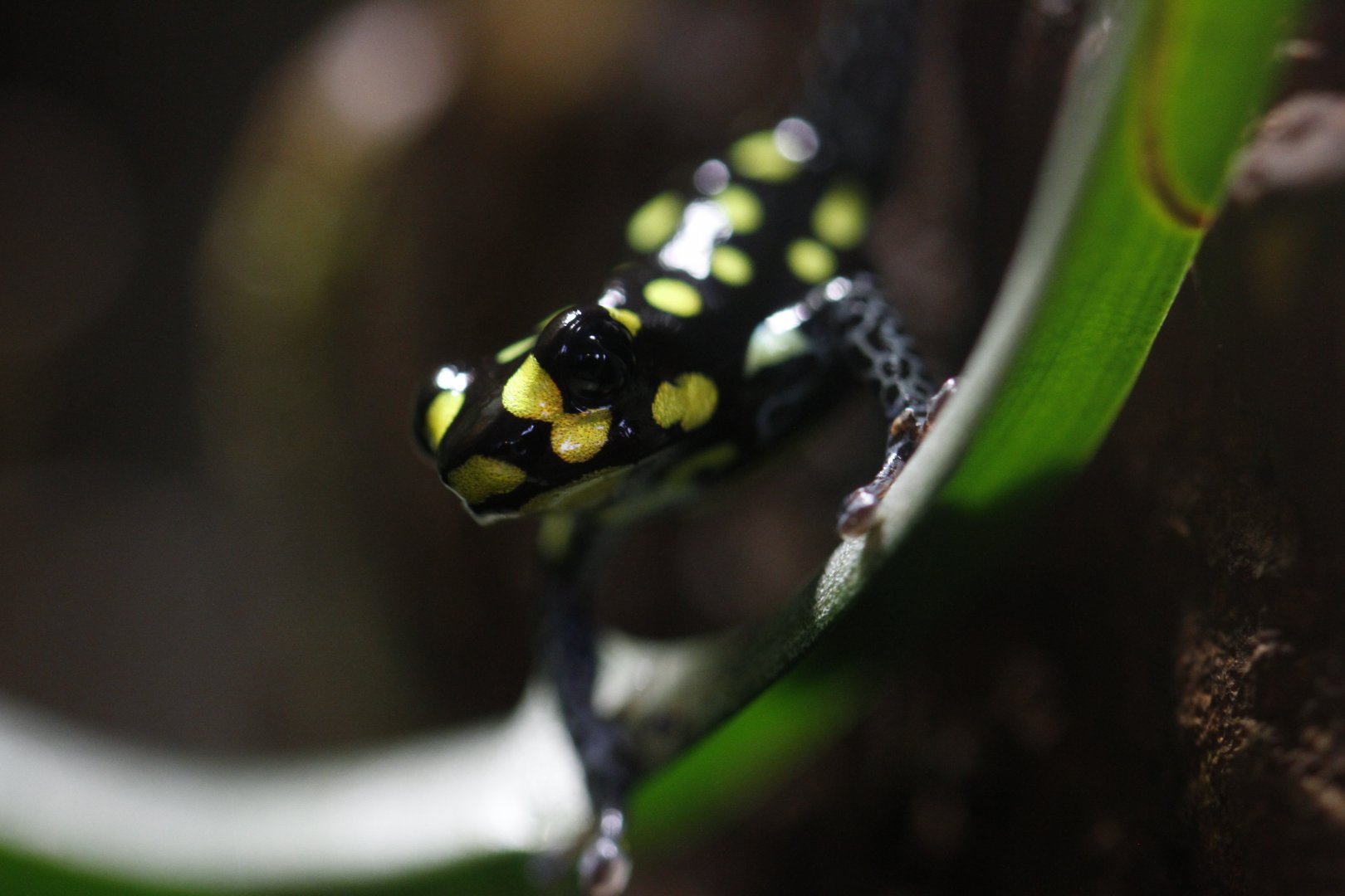 Reticulated poison frog (Ranitomeya ventrimaculata)