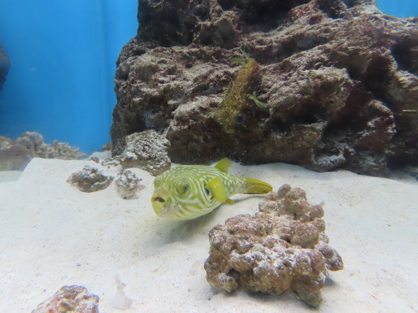 Reticulated puffer(Arothron reticularis) and Bridled burrfish(Chilomycterus antennatus)
