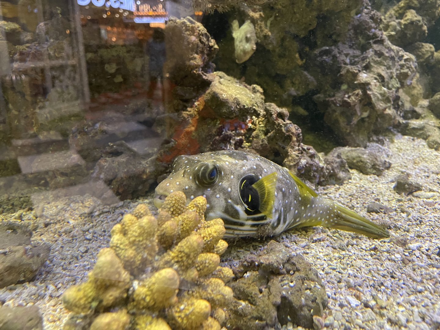 reticulated puffer (arothron reticularis)