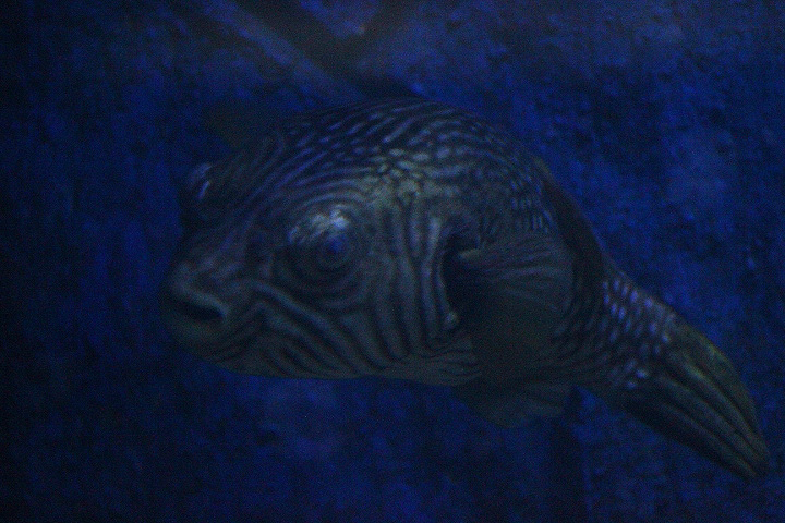 Reticulated pufferfish (Arothron reticularis)
