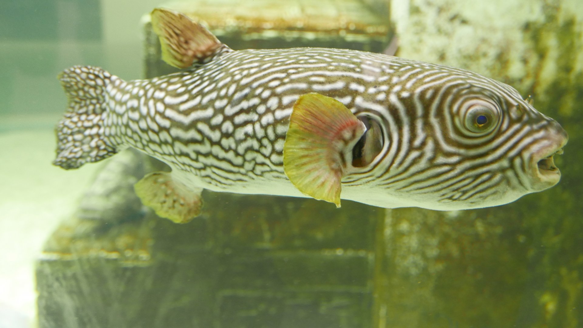 Reticulated Pufferfish