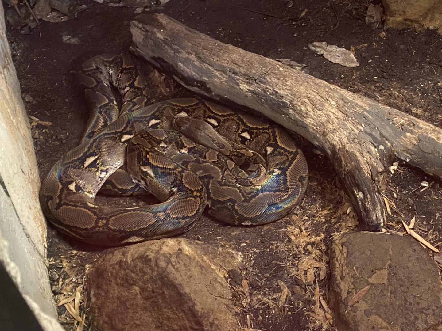 Reticulated python 040124