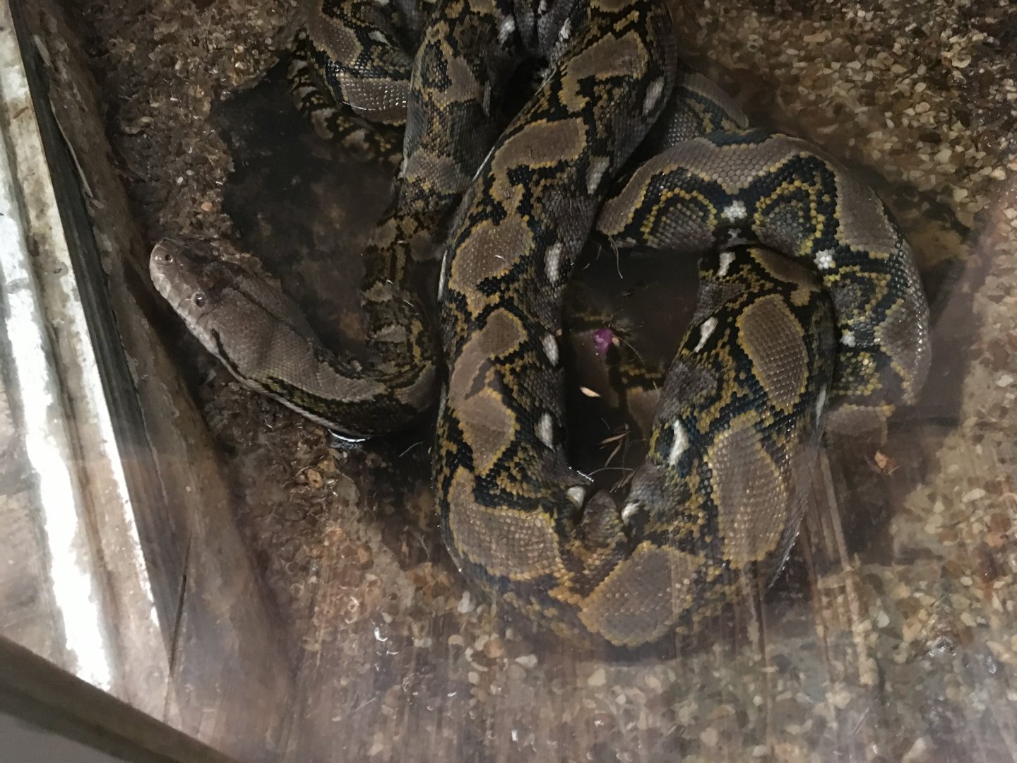 Reticulated Python 040817