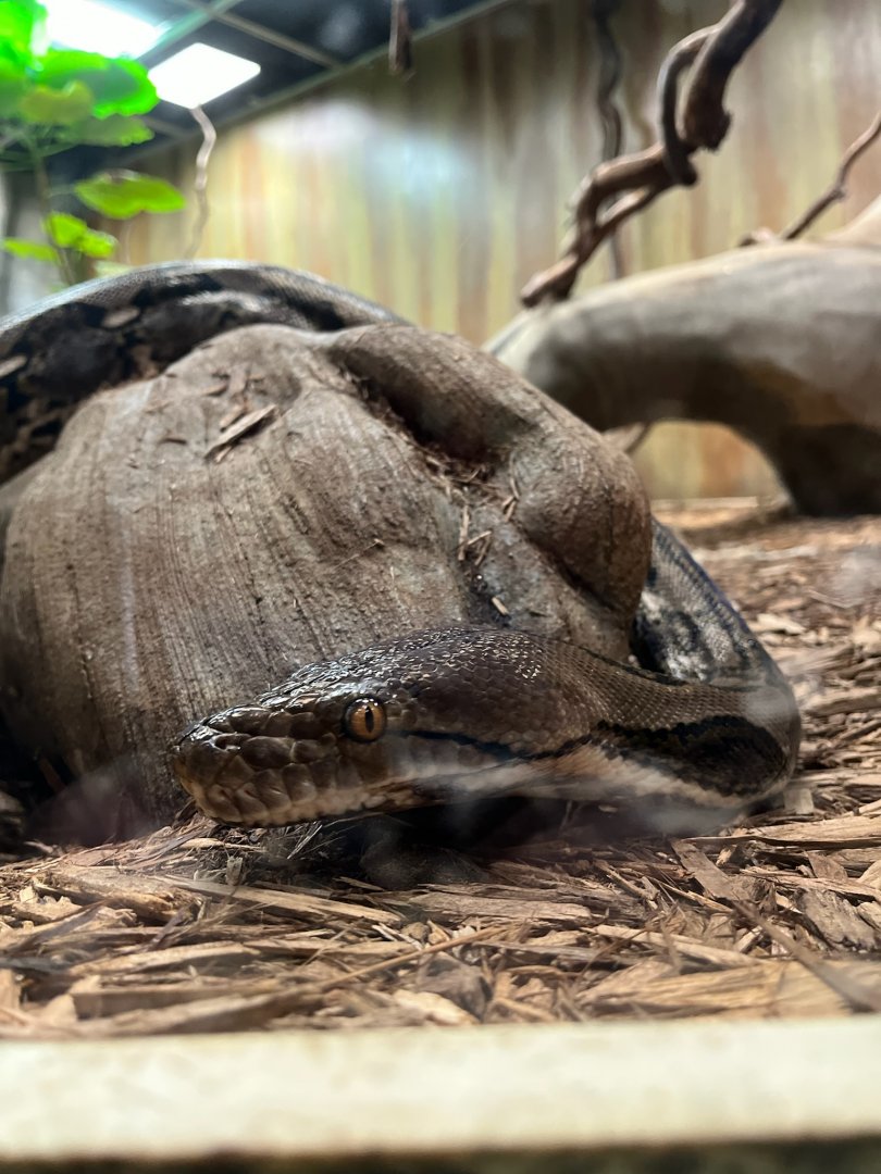 Reticulated Python - 12/29/24