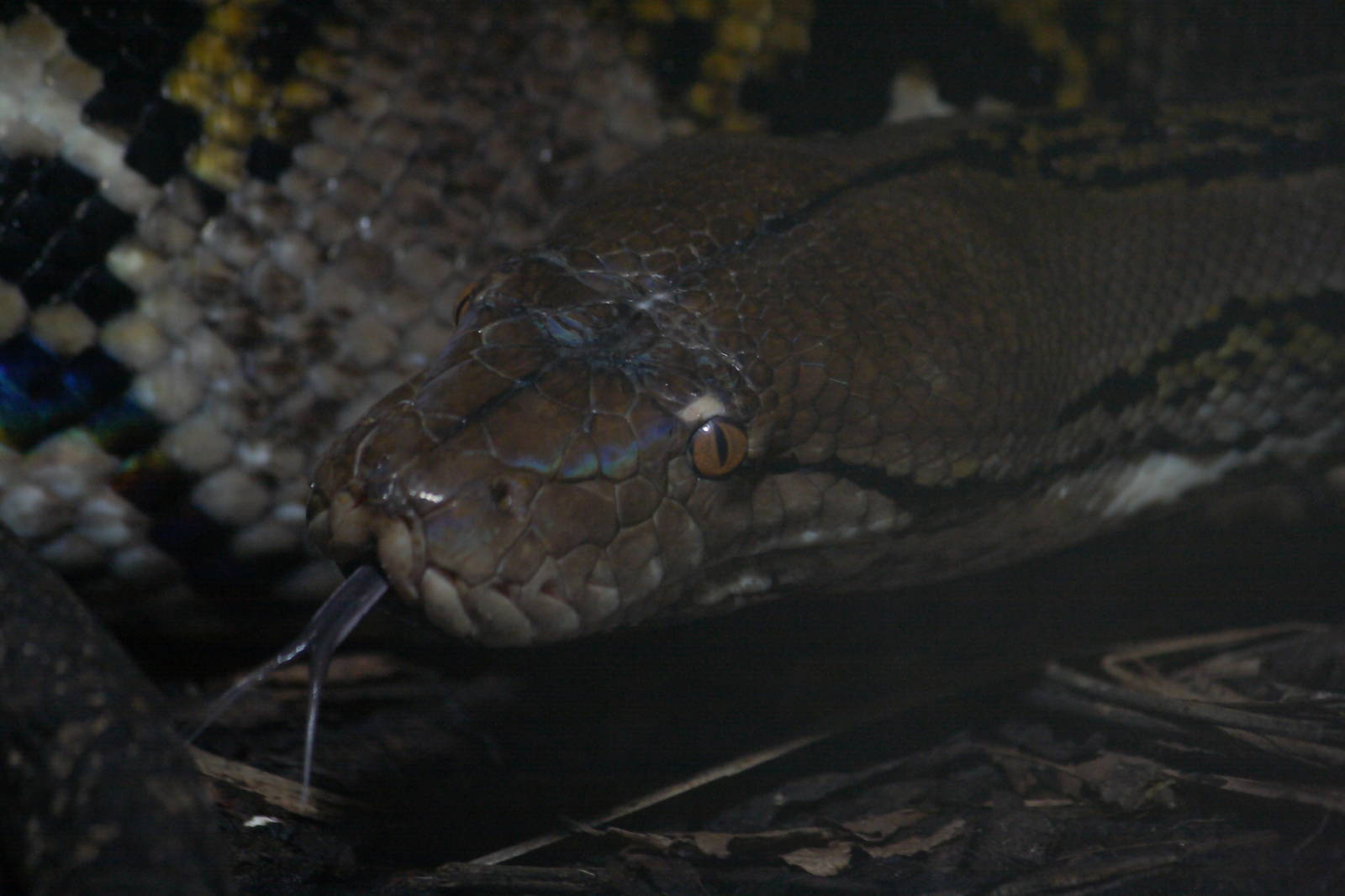 Reticulated python, 20/11/11