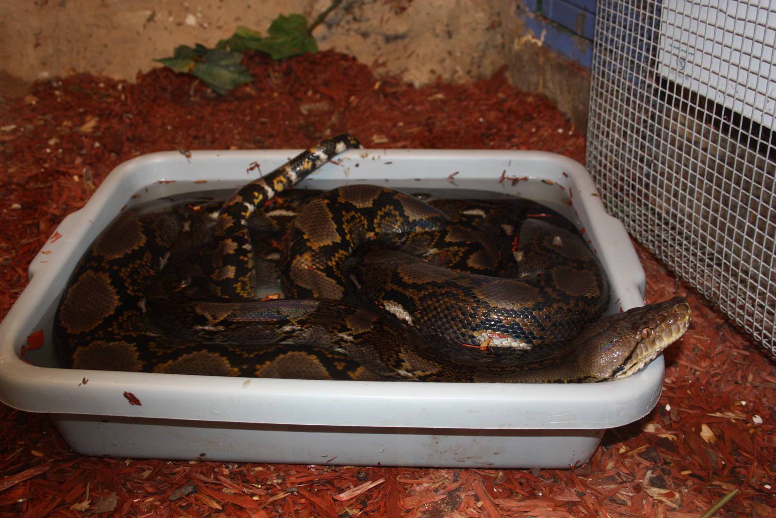 Reticulated Python, 23rd September 2014