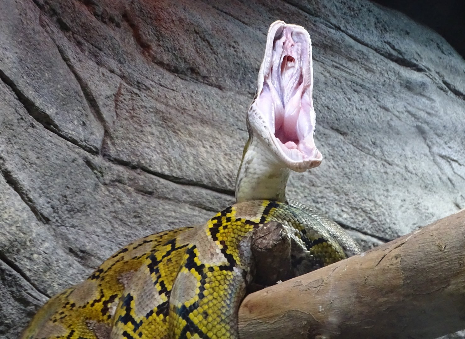Reticulated Python, 30th October 2024