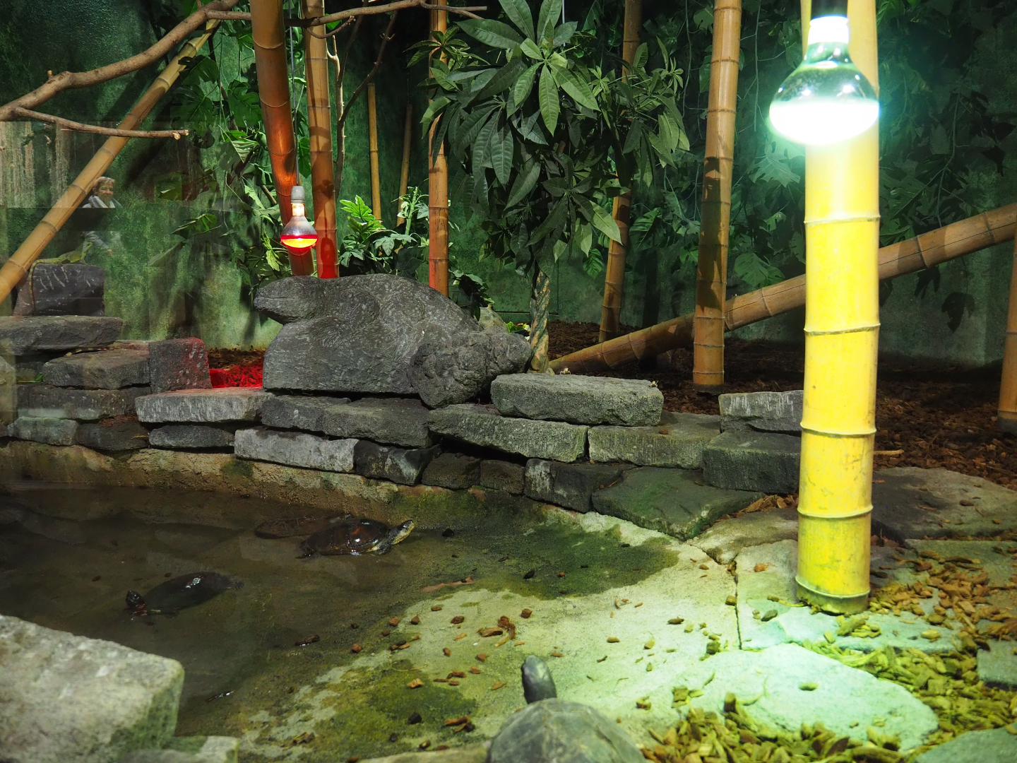 Reticulated python and Asian forest tortoise terrarium, 2019-10-04